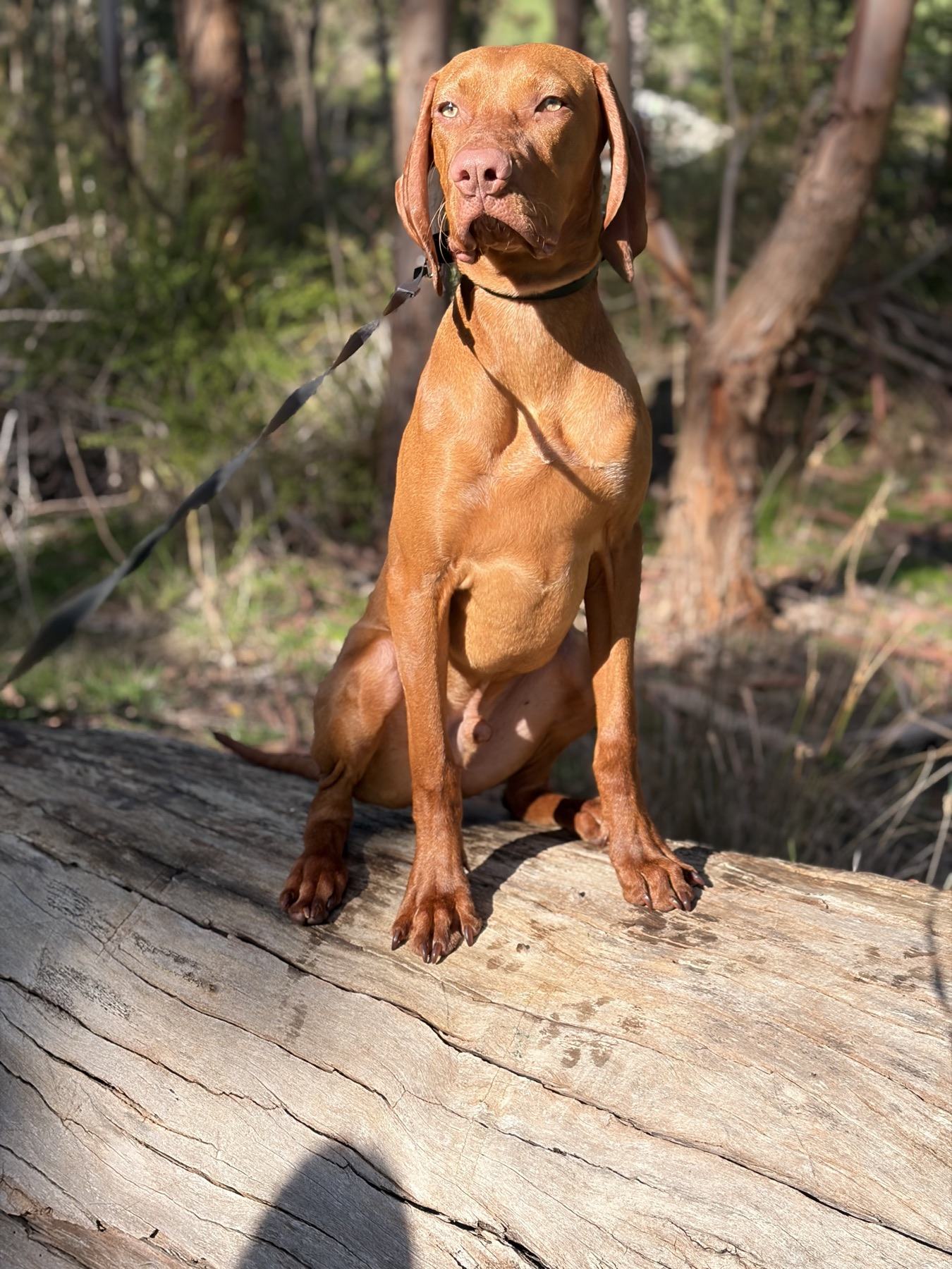 Henry, a Hungarian Vizsla, sitting on a log in the bush